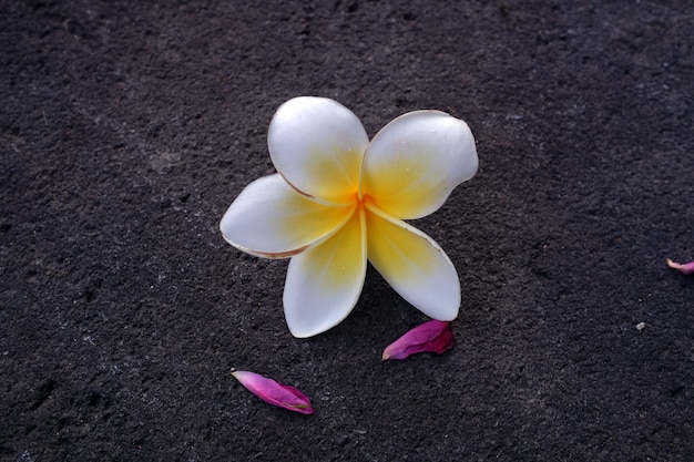 The frangipani flower is very beautiful and fragrant on the stone