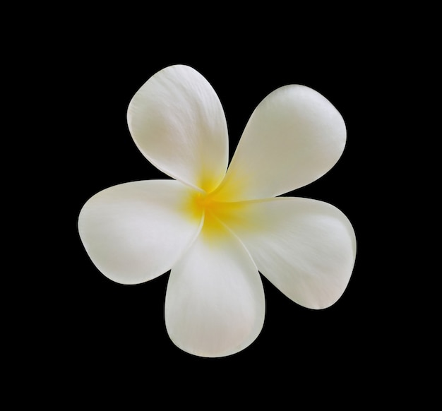 Frangipani flower isolated on black