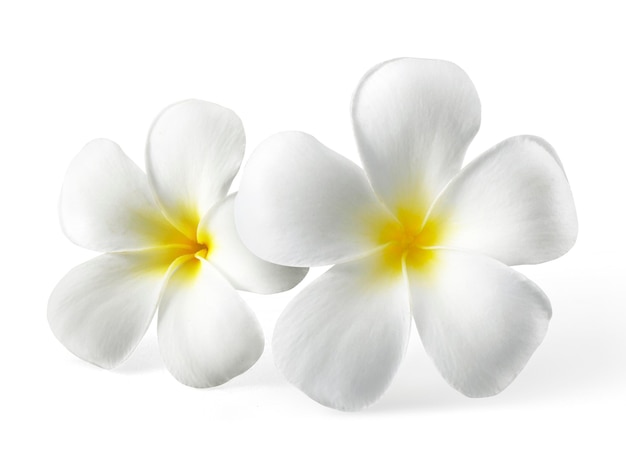 Фото Цветок frangipani, изолированные на белом
