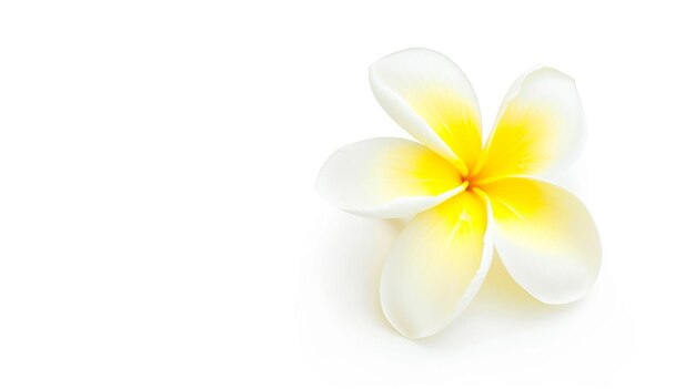 Photo frangipani flower isolated on white background