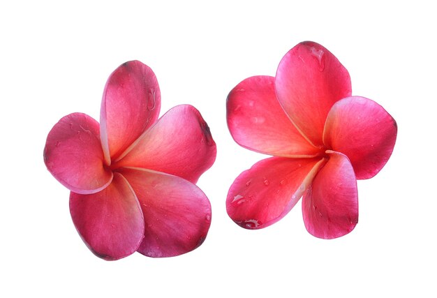 Frangipani flower isolated on white background