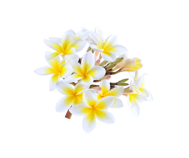 프랑기파니 꽃 고립된 색 배경