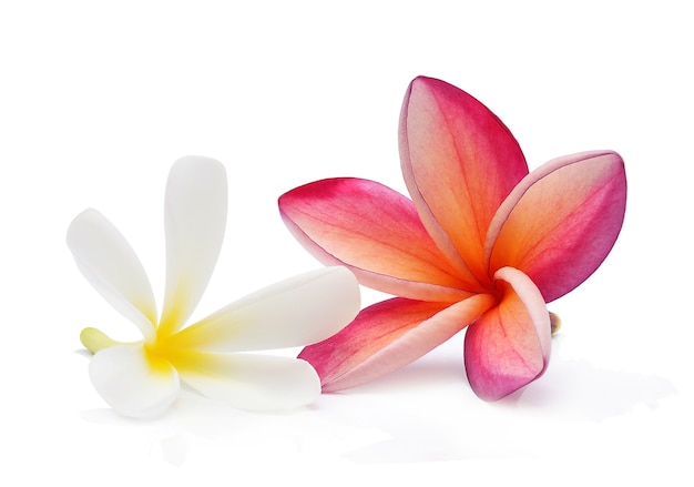 Frangipani flower isolated on white background