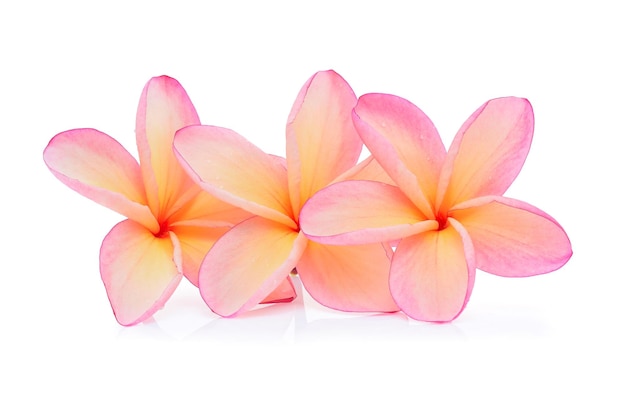 Frangipani flower isolated on white background