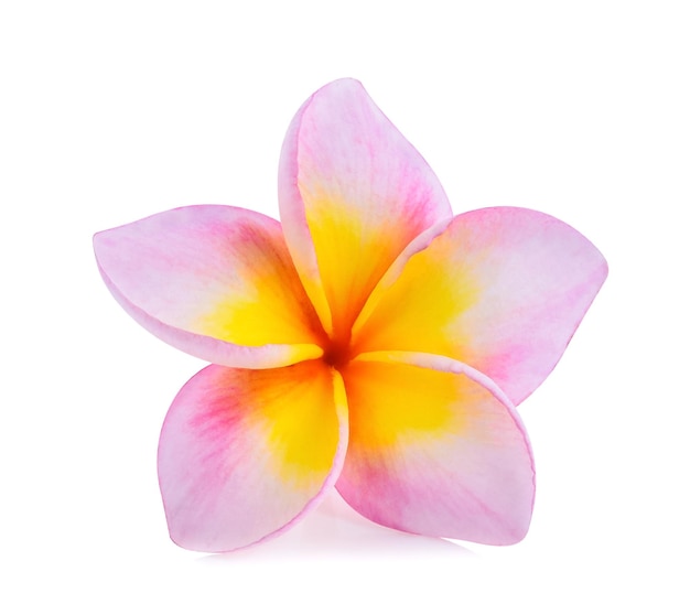 Frangipani flower isolated on white background