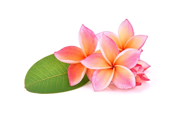 Frangipani flower isolated on white background