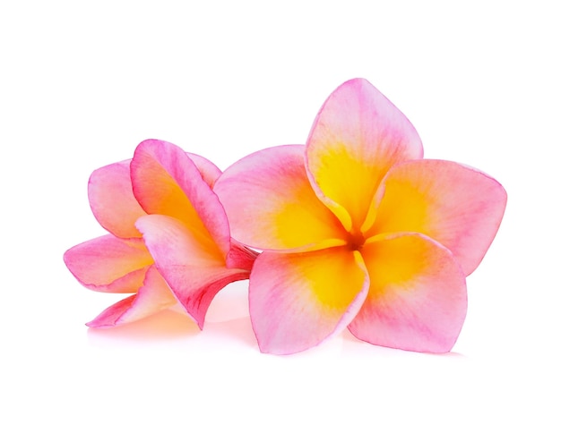 Frangipani 꽃 흰색 배경에 고립