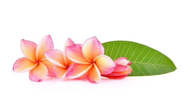 Frangipani 꽃 흰색 배경에 고립