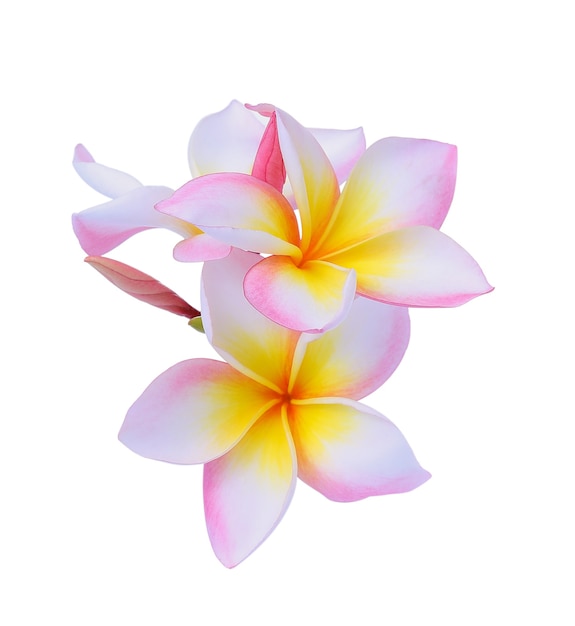 Frangipani flower isolated on white background