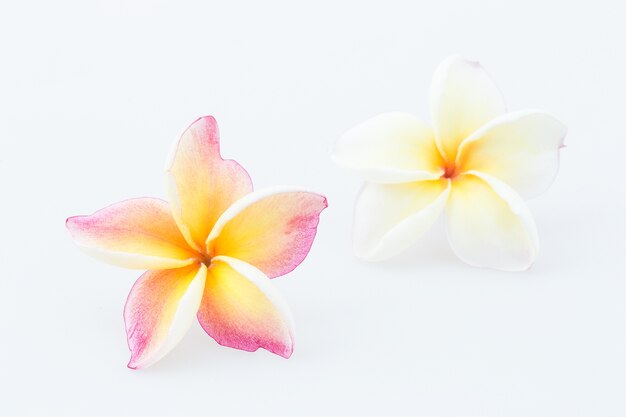 Foto fiore del frangipane isolato su fondo bianco