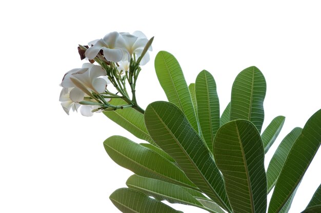 Frangipani flower isolated on a white background