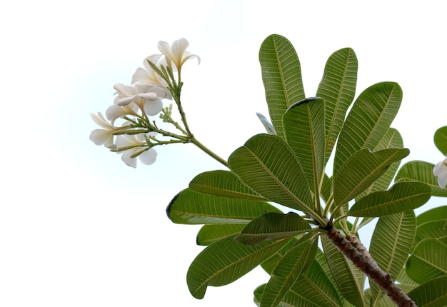 白い背景で隔離のフランジパニの花