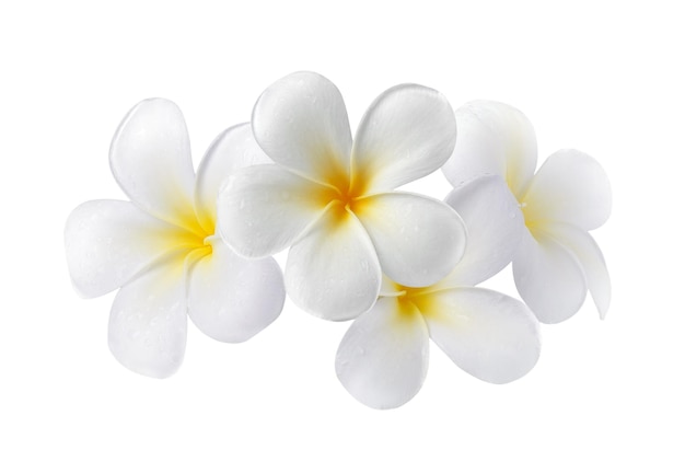 Photo frangipani flower isolated on white background