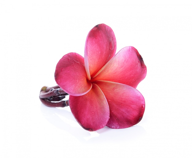 Frangipani flower isolated on white background