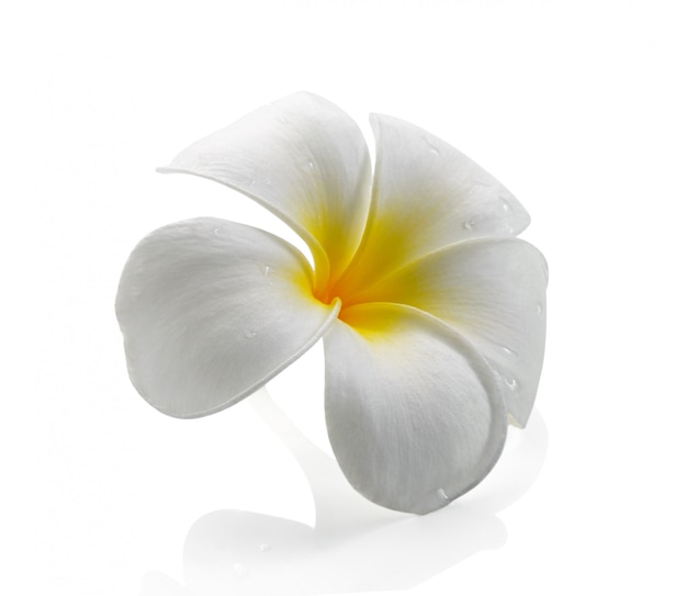 Photo frangipani flower isolated white space