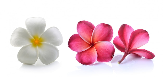 Frangipani 꽃 고립 된 공백