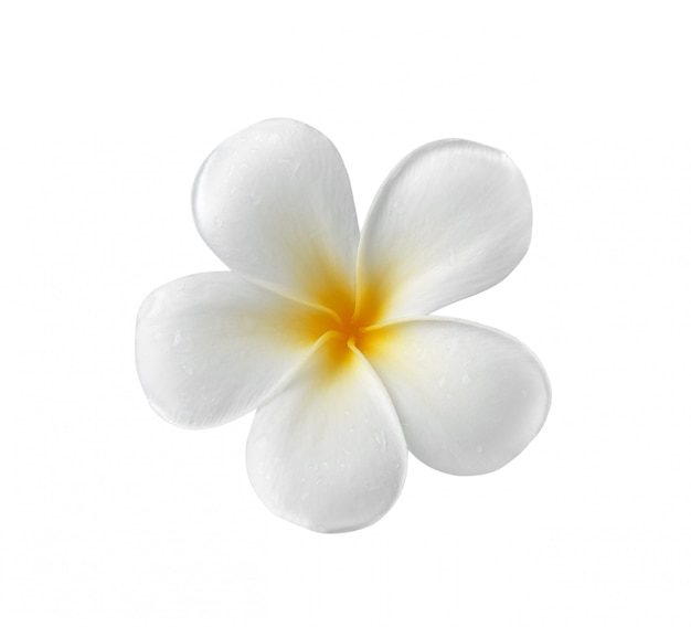 Frangipani 꽃 공백에 고립