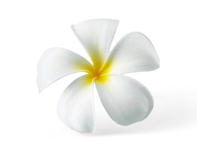 Photo frangipani flower isolated on white