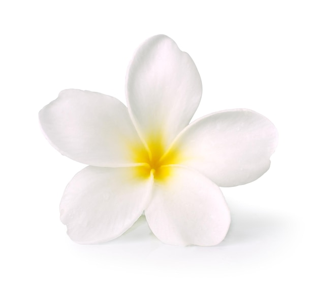 フランジパニの花が白に分離された