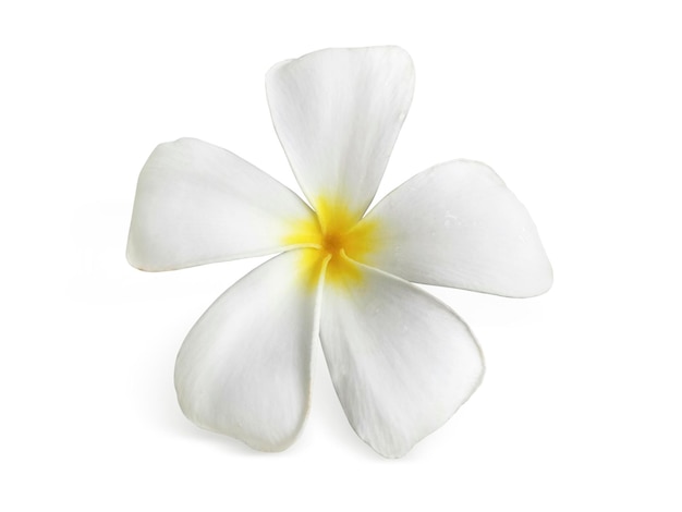 Frangipani flower isolated on white