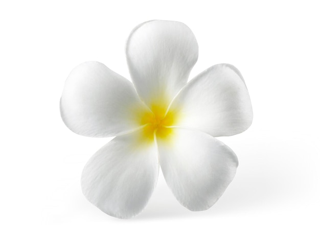 Frangipani flower isolated on white