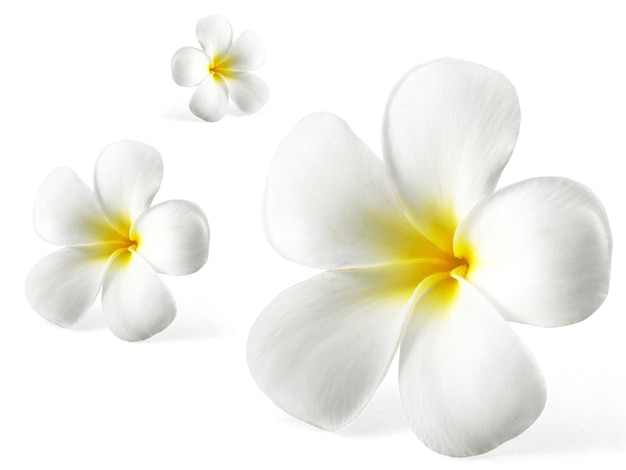 Frangipani 꽃 흰색 절연