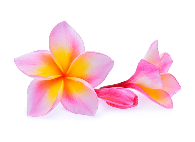 Frangipani 꽃 흰색 절연