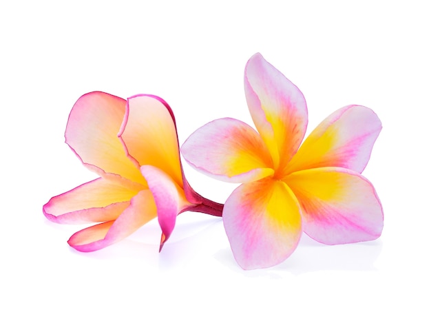 Frangipani flower isolated on white