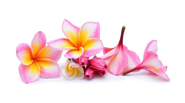 Frangipani 꽃 흰색 절연