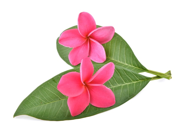 Frangipani flower isolated