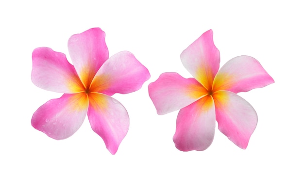 Frangipani flower isolated