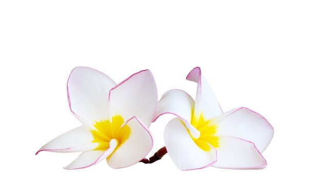 Frangipani flower isolated