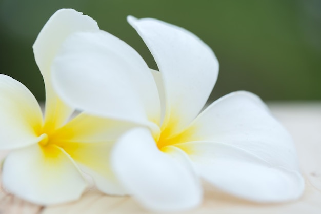 写真 自然な背景にフランジパニの花。