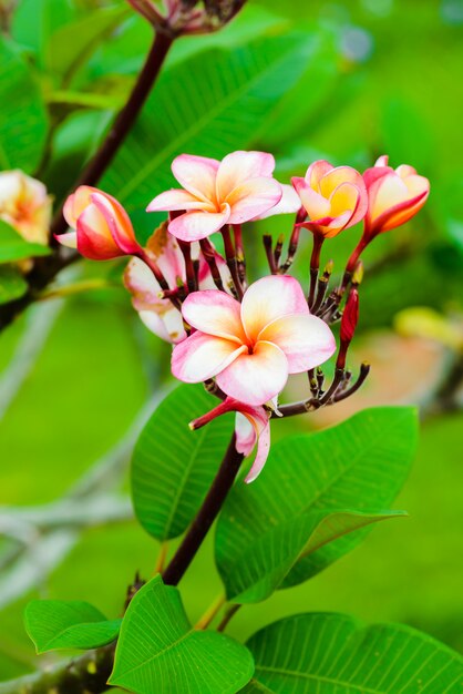 나무에 frangipani 꽃