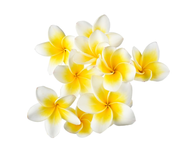 Frangipani flower on white space