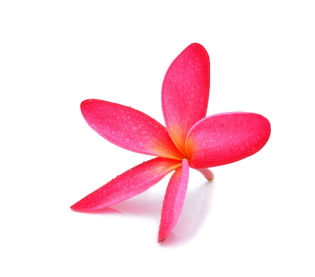 Frangipani flower with water droplets on white 