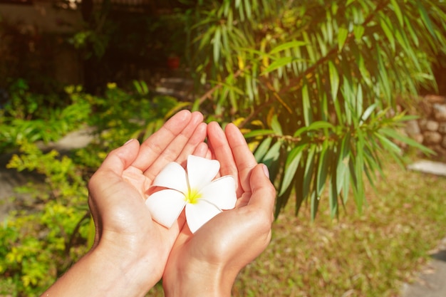 Frangipani flower in a woman's hand