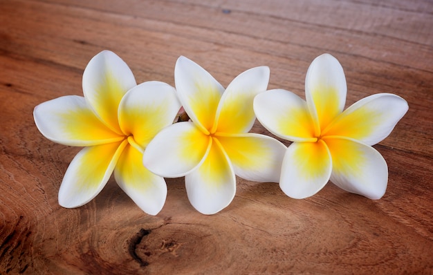 Frangipani flower on a wooden background