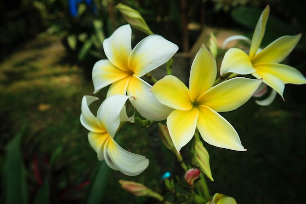 白い色に咲くプルメリアの花