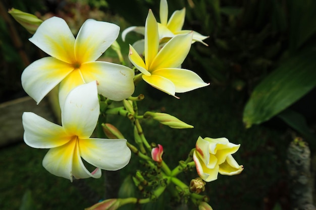 白い色に咲くプルメリアの花