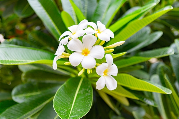 写真 フランジパニの花美しいプルメリアを閉じます。