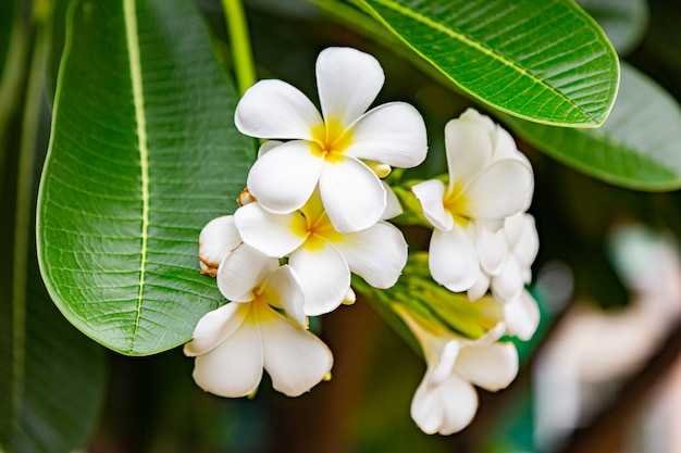 Frangipani flowers Close up beautiful Plumeria. 