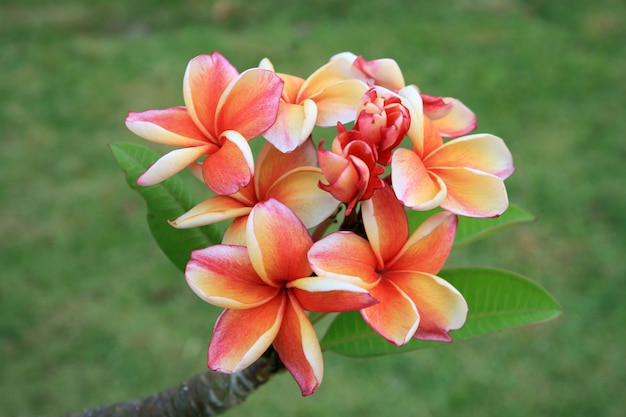 Frangipani flowers and green leaves