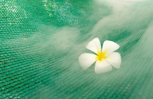 Frangipani flowers on the green net for insect protection and white smoke.