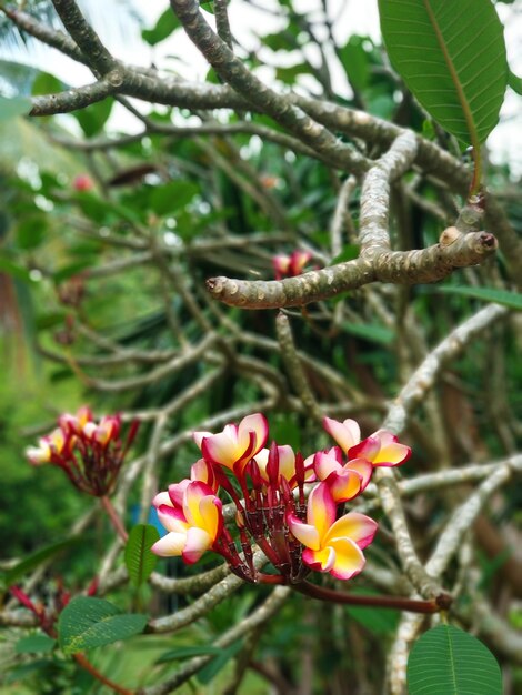 Frangipani flowers growing on trees in the open air in the garden.