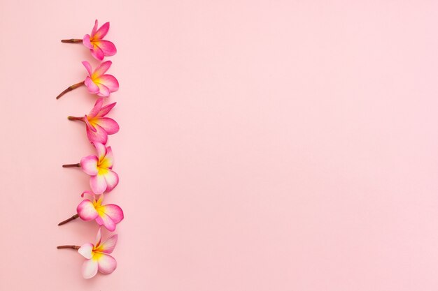 Frangipani flowers isolated on pink