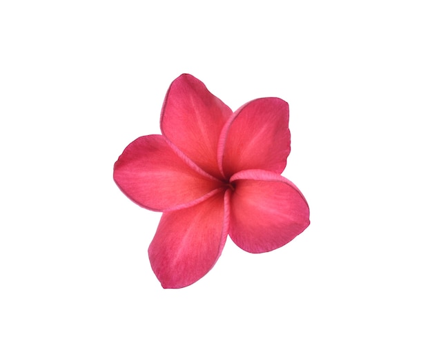 Frangipani flowers isolated