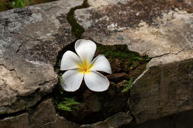 古い壁の遺跡にプルメリアの花