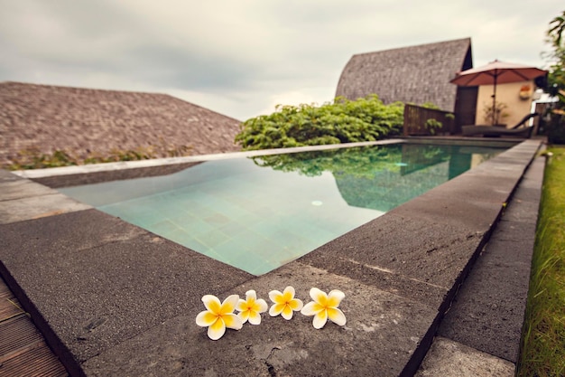 Frangipani flowers on the swimming pool edge, beautiful holidays villa in Bali, Indonesia