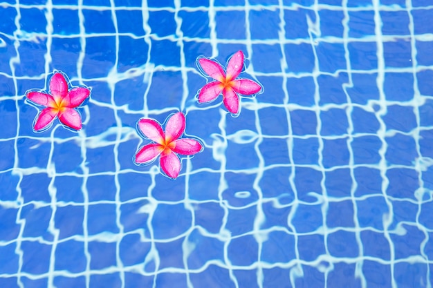 Frangipani flowers in the swimming pool. Top view